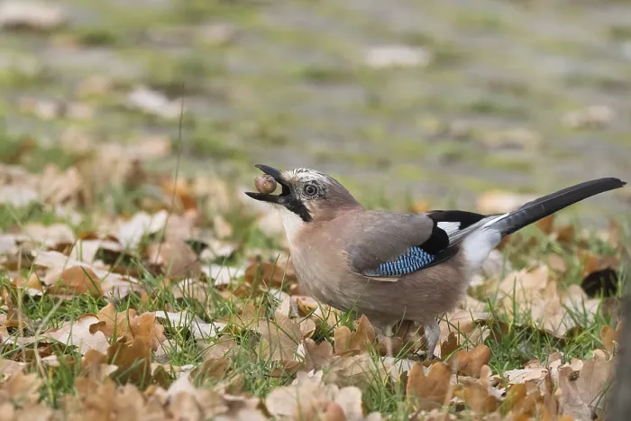 Framed Print : Eurasian Jay (Garrulus glandarius) in the midst of autumn leaves keeping an acorn in its beak