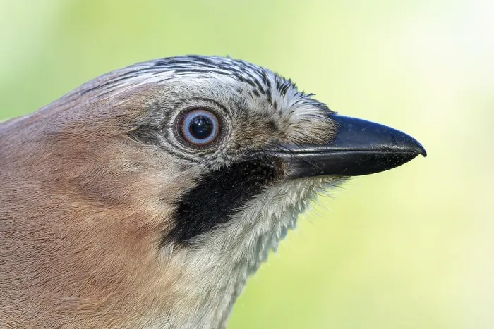Framed Print : Eurasian jay (Garrulus glandarius) portrait