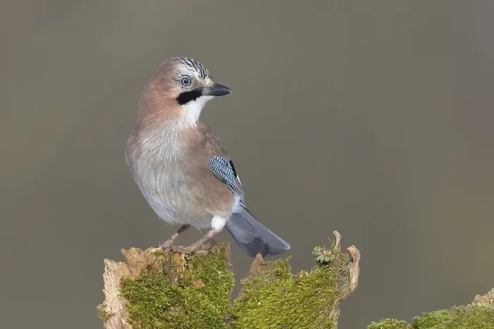 Framed Print : Eurasian jay (Garrulus glandarius) sits on a mossy tree stump Framed Print : Eurasian jay (Garrulus glandarius) sits on a mossy tree stump