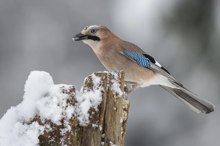 Framed Print : Eurasian jay (garrulus glandarius) in the snow Framed Print : Eurasian jay (garrulus glandarius) in the snow
