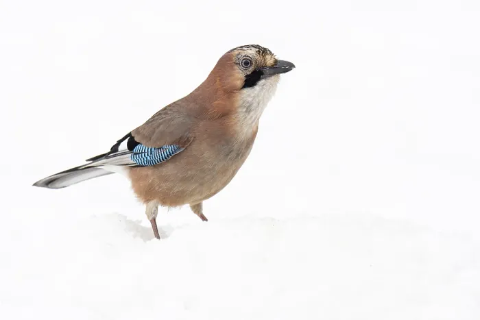 Framed Print : Eurasian jay (garrulus glandarius) in the snow