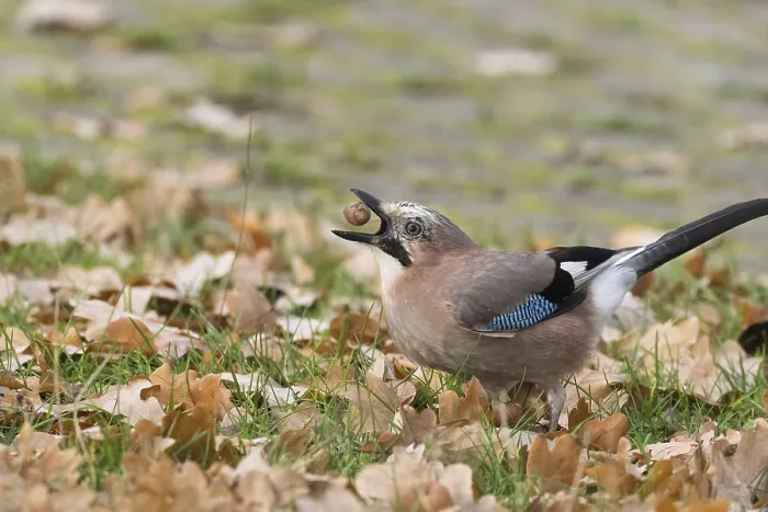 Framed Print : Eurasian Jay (Garrulus glandarius) stands in autumn leaves in a meadow and keeps an acorn in its beak Framed Print : Eurasian Jay (Garrulus glandarius) stands in autumn leaves in a meadow and keeps an acorn in its beak