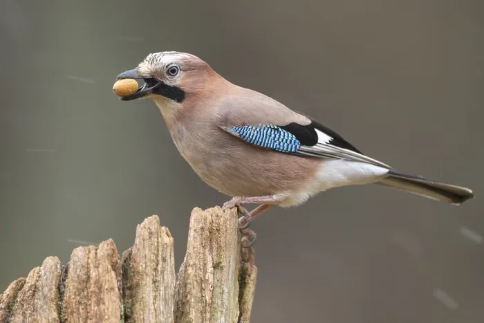 Framed Print : Eurasian jay (garrulus glandarius) at the winter feeding site