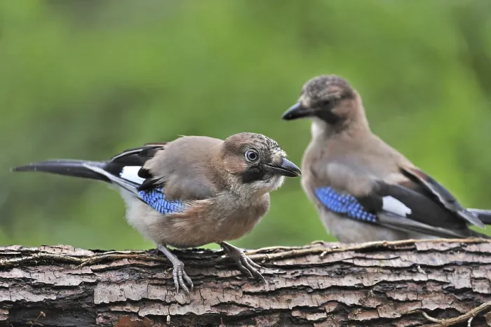 Framed Print : Two Eurasian Jays (Garrulus glandarius) perched on tree trunk in forest