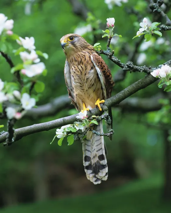 Framed Print : Eurasian Kestrel (Falco tinnunculus)