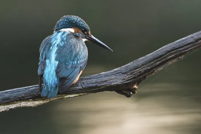 Framed Print : Eurasian kingfisher (Alcedo atthis) sitting on tree branch Framed Print : Eurasian kingfisher (Alcedo atthis) sitting on tree branch