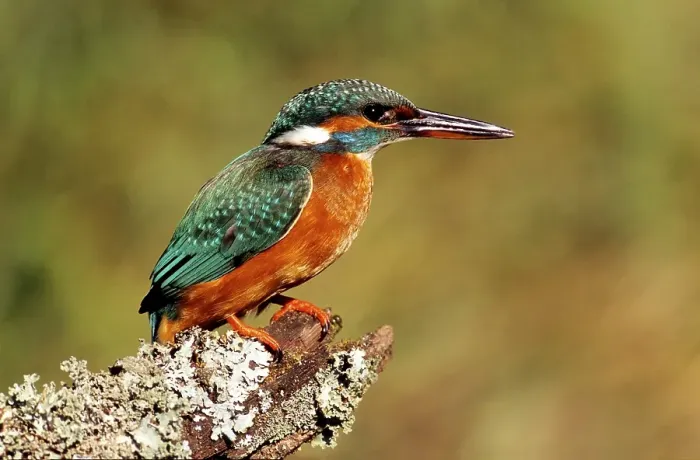 Framed Print : Eurasian Kingfisher or River Kingfisher (Alcedo atthis)