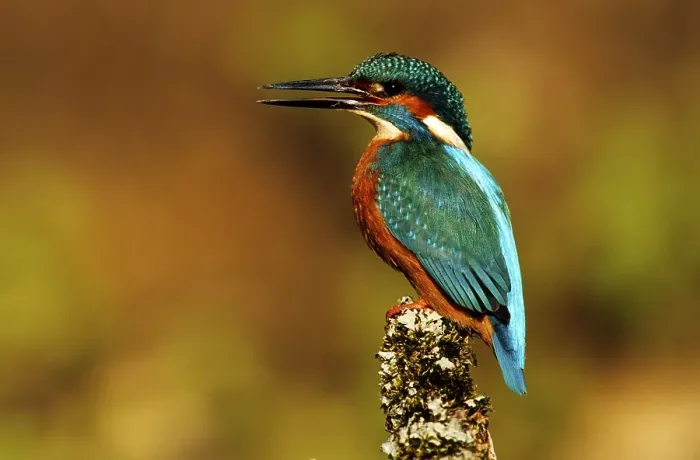 Framed Print : Eurasian Kingfisher or River Kingfisher (Alcedo atthis) Framed Print : Eurasian Kingfisher or River Kingfisher (Alcedo atthis)