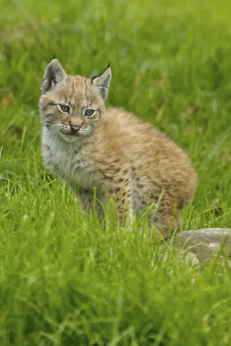 Framed Print : Eurasian lynx or eurasian lynx (Lynx lynx) Framed Print : Eurasian lynx or eurasian lynx (Lynx lynx)