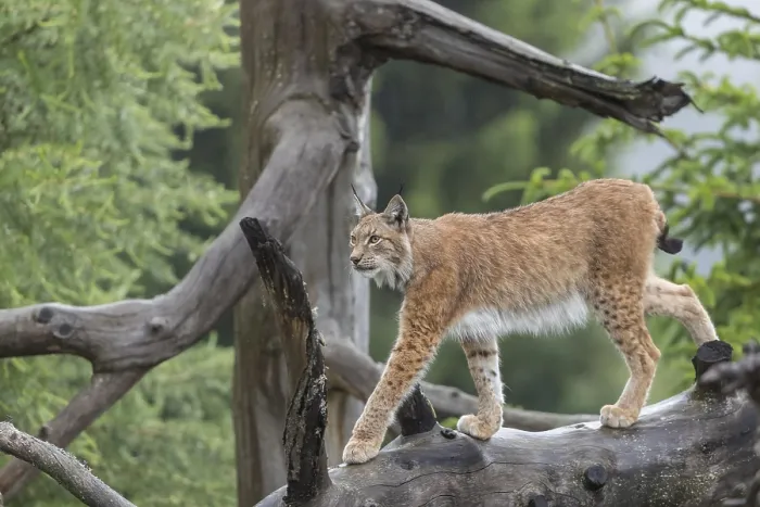 Framed Print : One Eurasian lynx, (Lynx lynx)