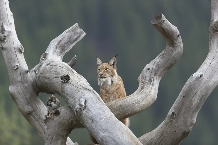 Framed Print : One Eurasian lynx, (Lynx lynx) Framed Print : One Eurasian lynx, (Lynx lynx)