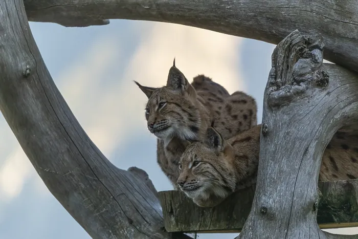 Framed Print : Two Eurasian lynx, (Lynx lynx) Framed Print : Two Eurasian lynx, (Lynx lynx)