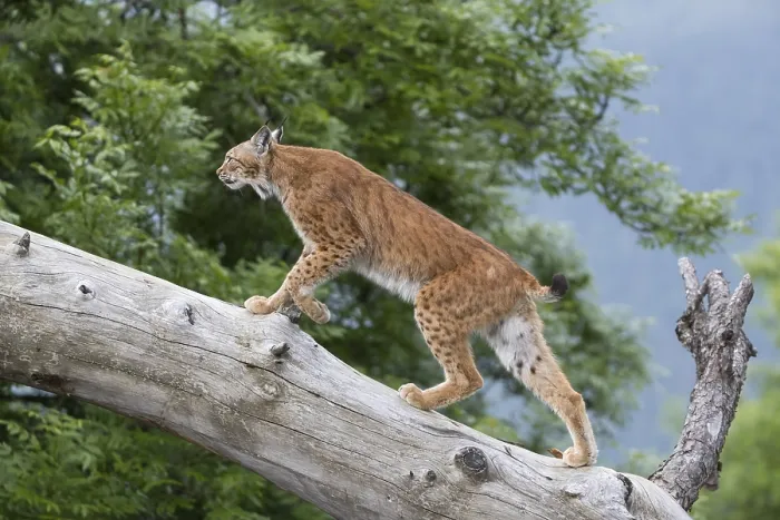 Framed Print : One Eurasian lynx, (Lynx lynx)