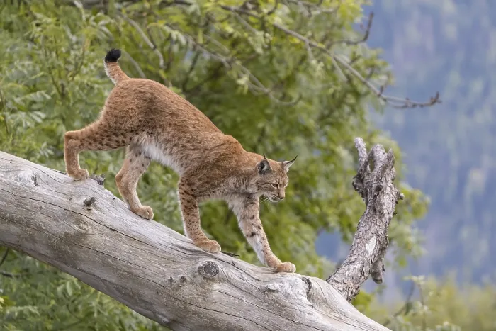 Framed Print : One Eurasian lynx, (Lynx lynx)