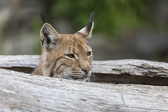 Framed Print : One Eurasian lynx, (Lynx lynx)