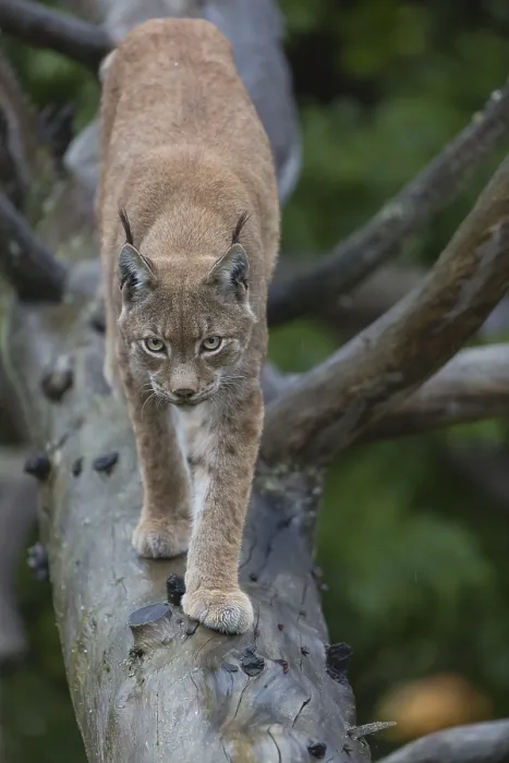 Framed Print : One Eurasian lynx, (Lynx lynx)