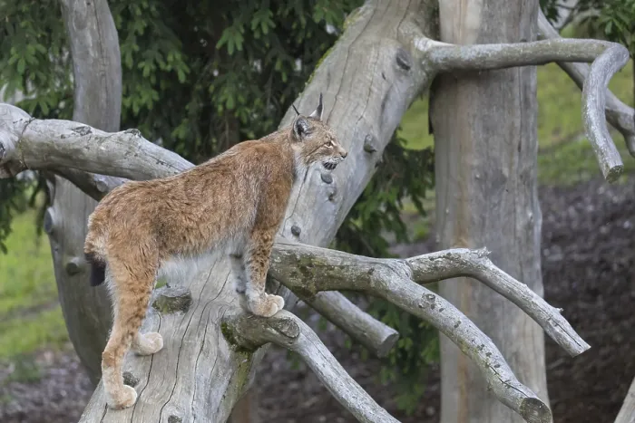 Framed Print : One Eurasian lynx, (Lynx lynx)