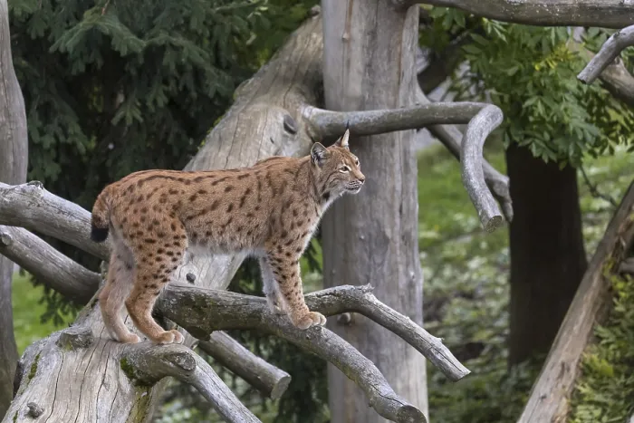 Framed Print : One Eurasian lynx, (Lynx lynx)