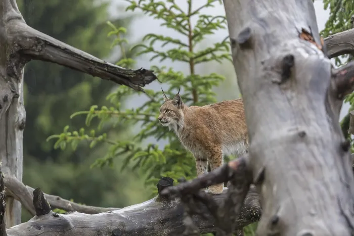Framed Print : One Eurasian lynx, (Lynx lynx)