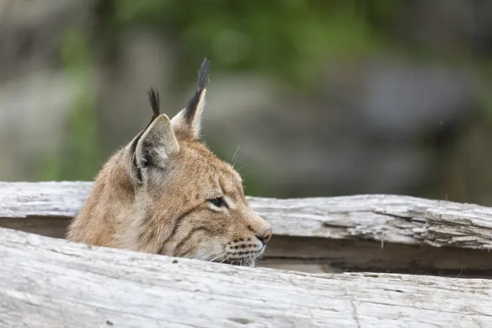 Framed Print : One Eurasian lynx, (Lynx lynx)