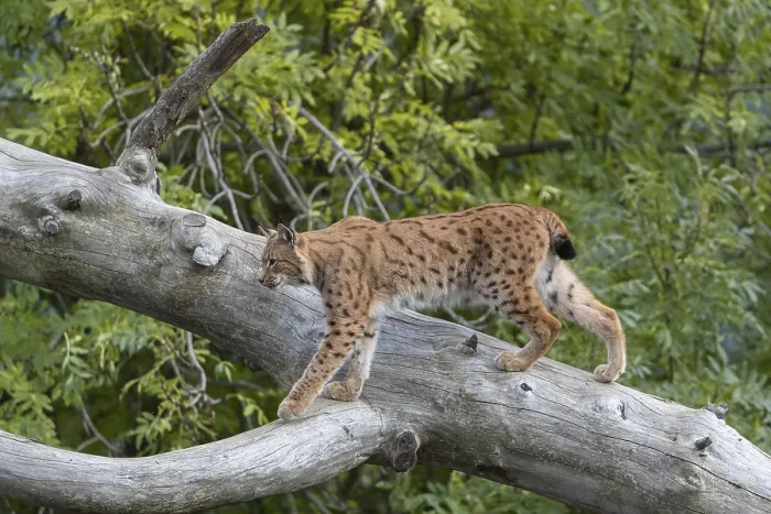 Framed Print : One Eurasian lynx, (Lynx lynx)
