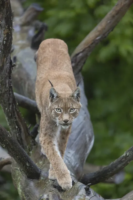 Framed Print : One Eurasian lynx, (Lynx lynx) Framed Print : One Eurasian lynx, (Lynx lynx)