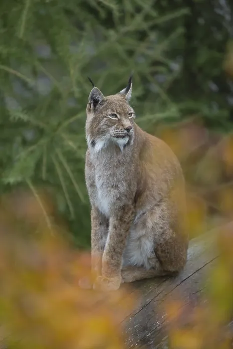 Framed Print : One Eurasian lynx, (Lynx lynx)