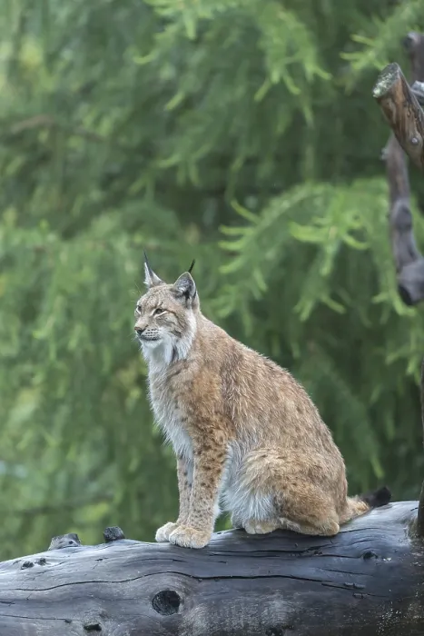 Framed Print : One Eurasian lynx, (Lynx lynx) Framed Print : One Eurasian lynx, (Lynx lynx)