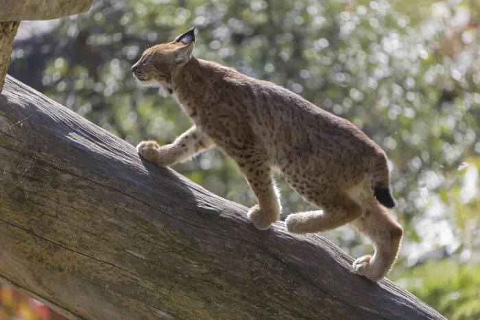 Framed Print : One Eurasian lynx, (Lynx lynx)