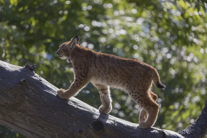 Framed Print : One Eurasian lynx, (Lynx lynx)