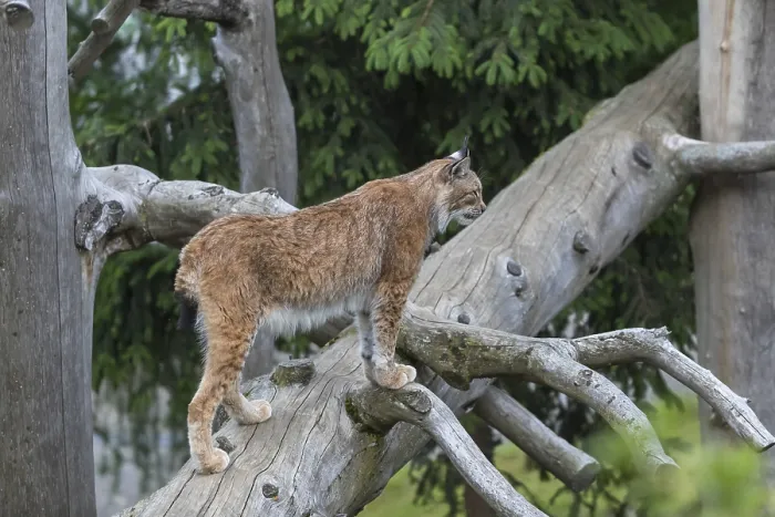 Framed Print : One Eurasian lynx, (Lynx lynx)