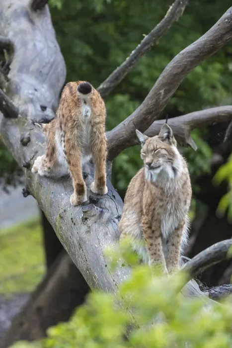 Framed Print : One Eurasian lynx, (Lynx lynx)