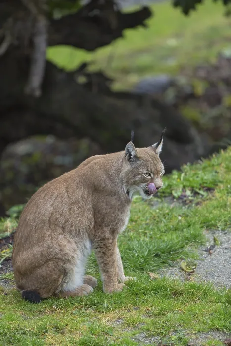 Framed Print : One Eurasian lynx, (Lynx lynx)