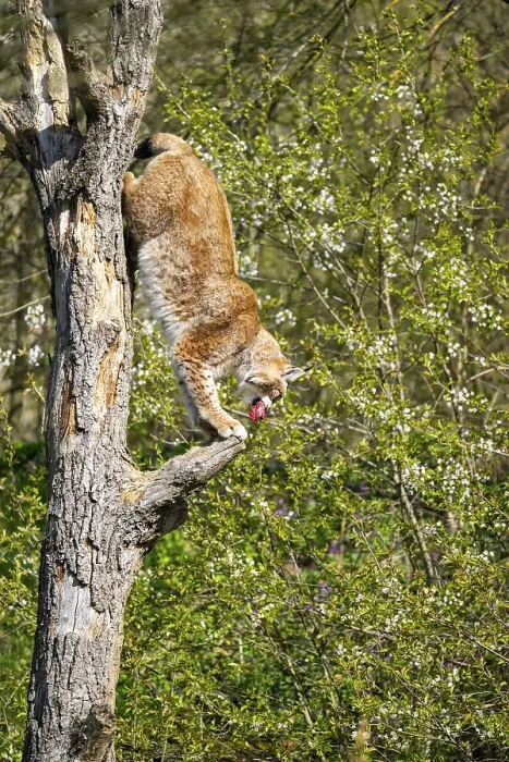 Framed Print : Eurasian lynx (Lynx lynx) climbing on a tree Framed Print : Eurasian lynx (Lynx lynx) climbing on a tree