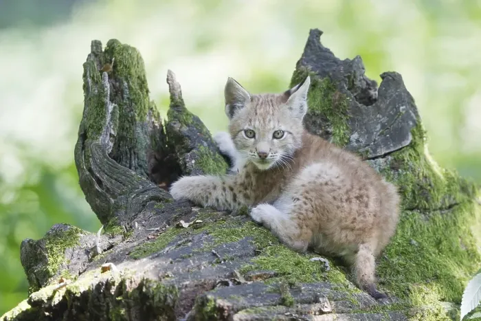 Framed Print : Eurasian Lynx (Lynx lynx), cub lying on an old tree trunk Framed Print : Eurasian Lynx (Lynx lynx), cub lying on an old tree trunk