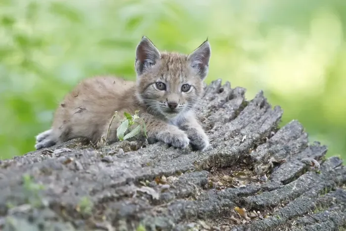 Framed Print : Eurasian Lynx (Lynx lynx), cub lying on an old tree trunk Framed Print : Eurasian Lynx (Lynx lynx), cub lying on an old tree trunk