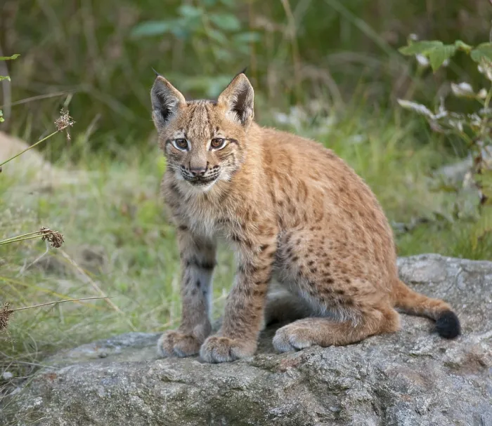 Framed Print : Eurasian Lynx (Lynx lynx), cub sitting on a rock