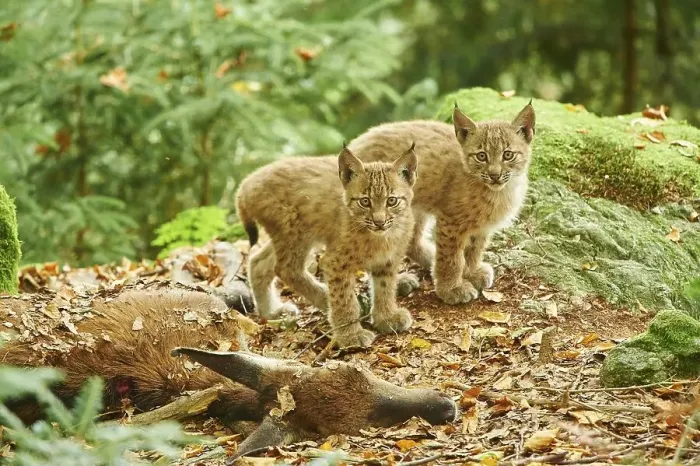 Framed Print : Eurasian lynx (Lynx lynx), two cubs in a forest Framed Print : Eurasian lynx (Lynx lynx), two cubs in a forest