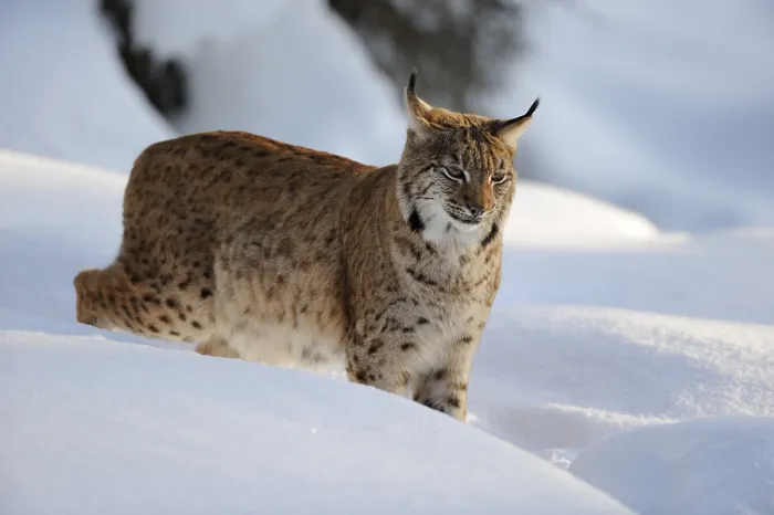 Framed Print : Eurasian lynx (Lynx lynx), in deep snow at dusk Framed Print : Eurasian lynx (Lynx lynx), in deep snow at dusk