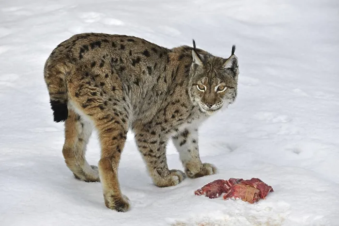 Framed Print : Eurasian lynx (Lynx lynx) eating meat in the snow in winter Framed Print : Eurasian lynx (Lynx lynx) eating meat in the snow in winter