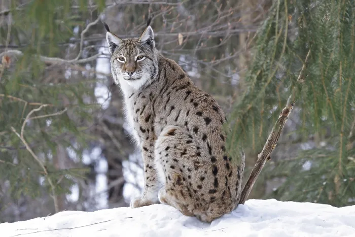 Framed Print : Eurasian lynx, Lynx lynx, Eurasian lynx