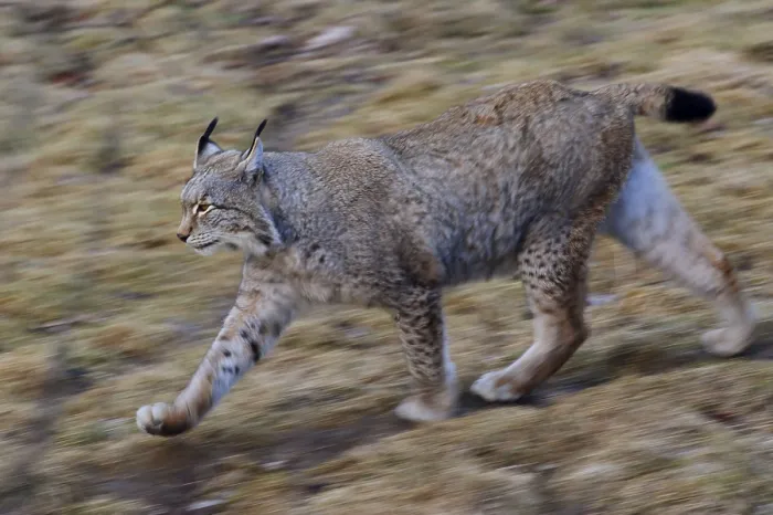 Framed Print : Eurasian lynx (Lynx lynx) (Felis lynx) Framed Print : Eurasian lynx (Lynx lynx) (Felis lynx)