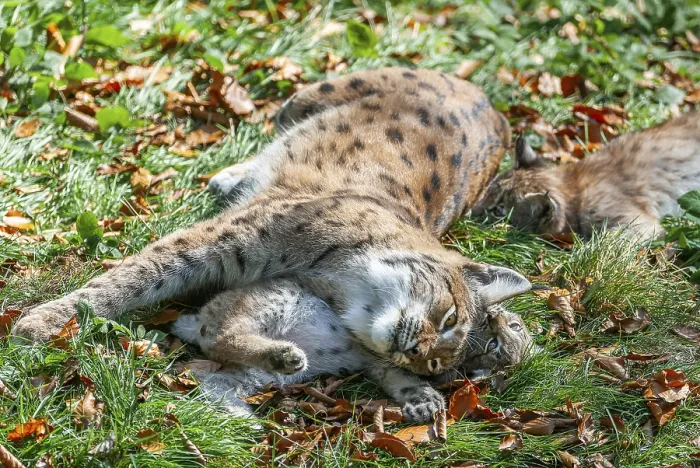 Framed Print : Eurasian lynx (Lynx lynx) female
