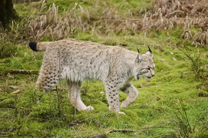 Framed Print : Eurasian lynx (Lynx lynx) in a forest