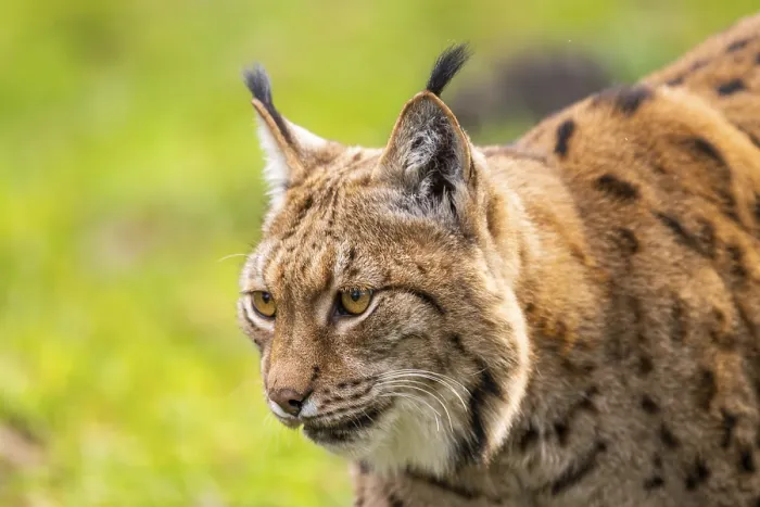 Framed Print : Eurasian lynx (Lynx lynx), in a forest