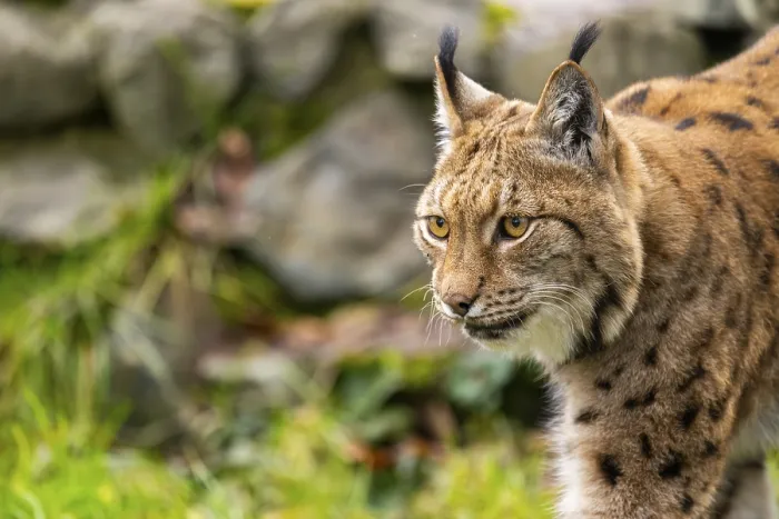 Framed Print : Eurasian lynx (Lynx lynx), in a forest Framed Print : Eurasian lynx (Lynx lynx), in a forest