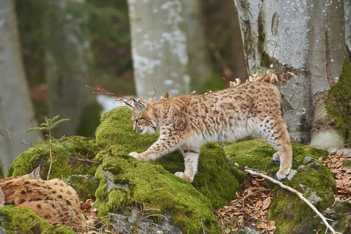 Framed Print : Eurasian lynx (Lynx lynx) in a forest