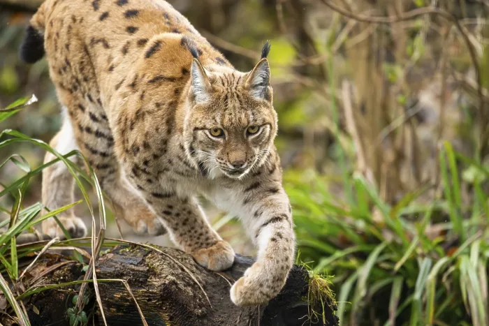 Framed Print : Eurasian lynx (Lynx lynx), in a forest