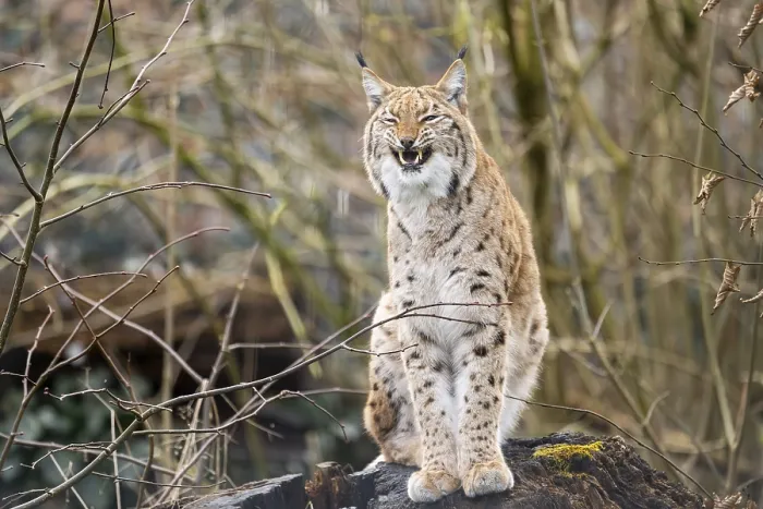 Framed Print : Eurasian lynx (Lynx lynx), in a forest