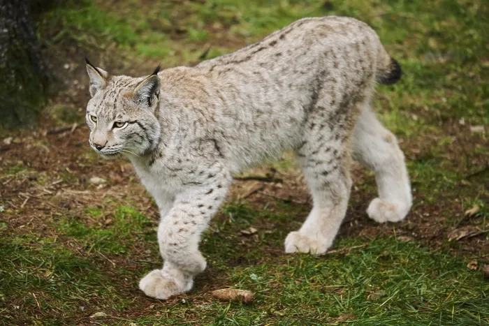 Framed Print : Eurasian lynx (Lynx lynx) in a forest